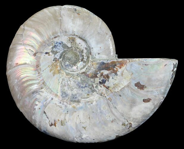 Silver Iridescent Ammonite - Madagascar #54884